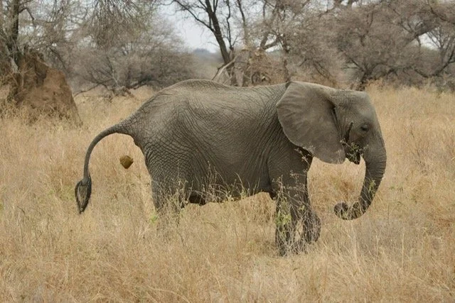 Kilimanjaro blog 11.jpeg