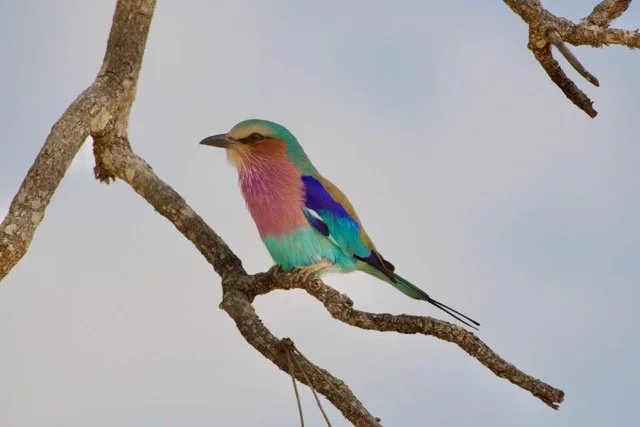 Kilimanjaro blog 15.jpeg