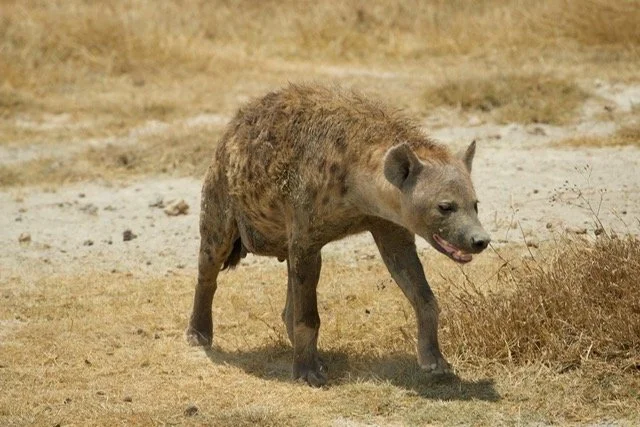 Kilimanjaro blog 16.jpeg