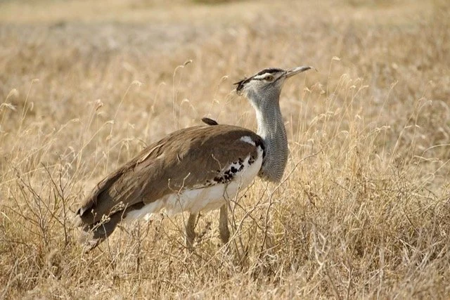 Kilimanjaro blog 19.jpeg