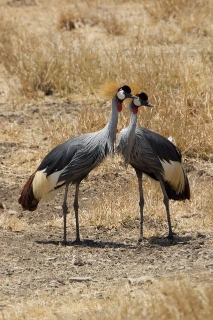 Kilimanjaro blog 7.jpeg