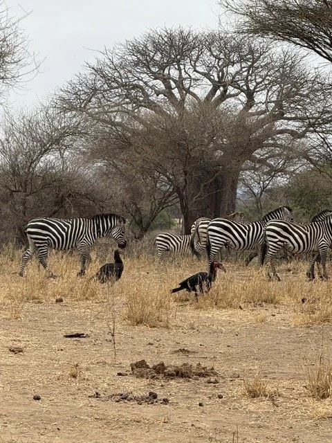 Kilimanjaro blog 6.jpeg