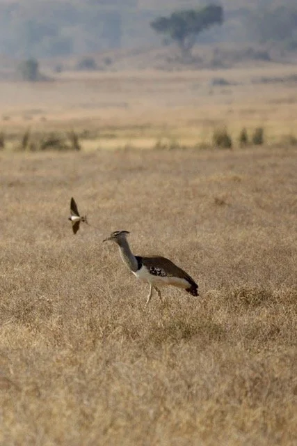 Kilimanjaro blog 17.jpeg