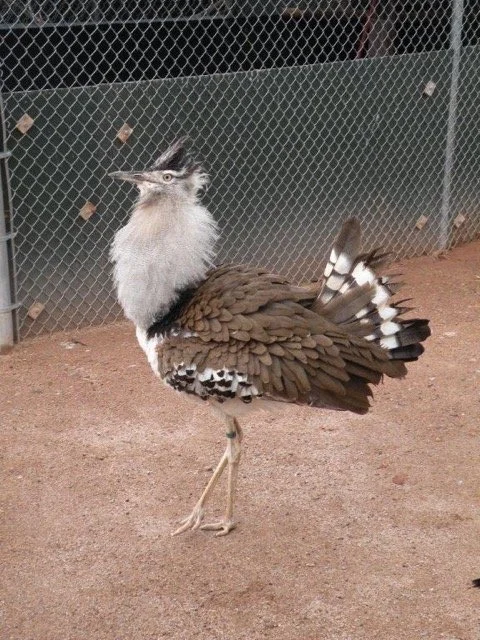 Kilimanjaro blog 13.jpeg