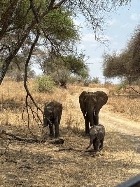 Kilimanjaro blog 22.jpeg