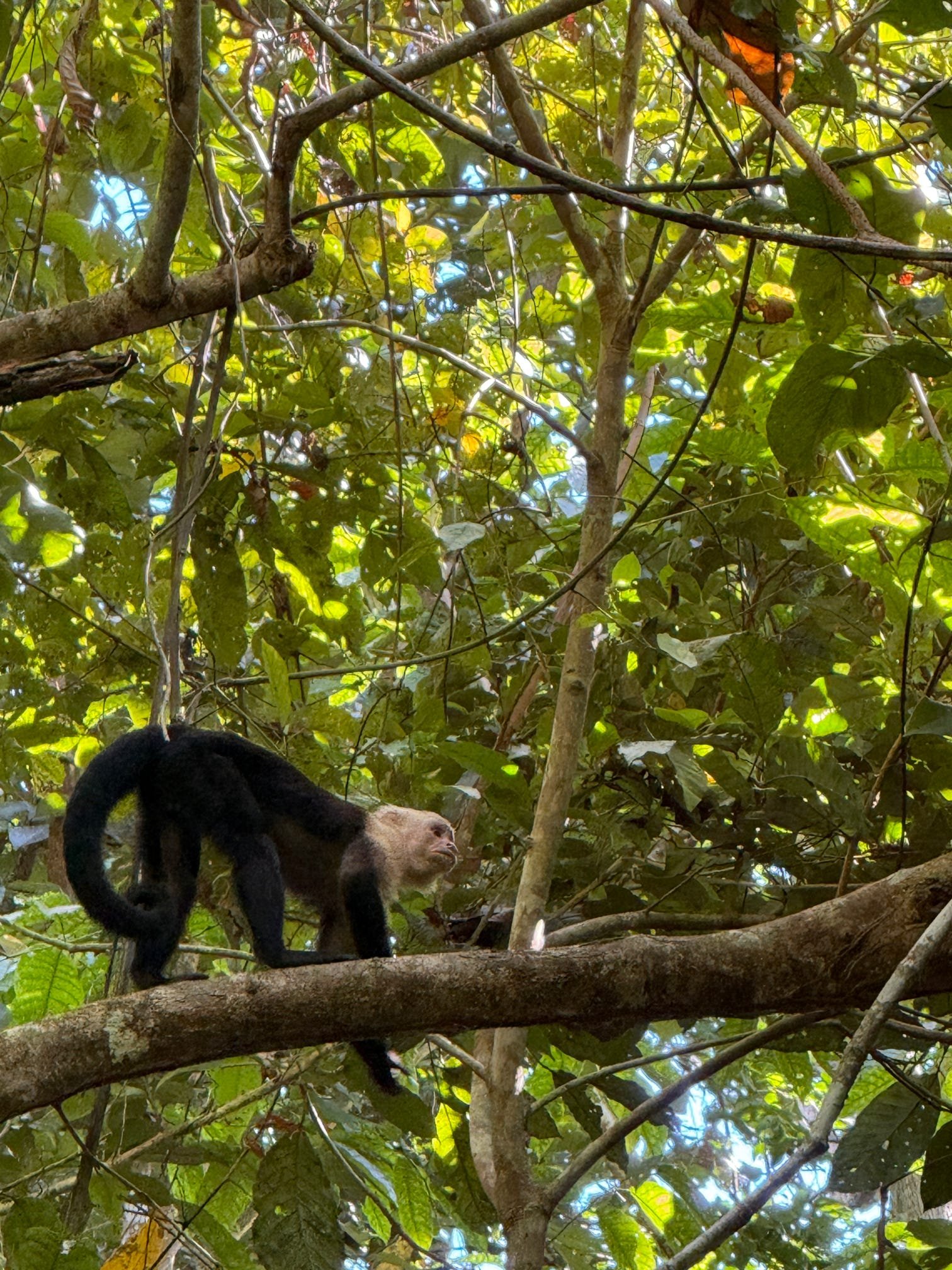 A Costa Rican alarm clock you’ll never forget