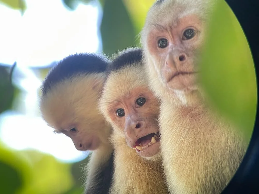 A Costa Rican alarm clock you’ll never forget