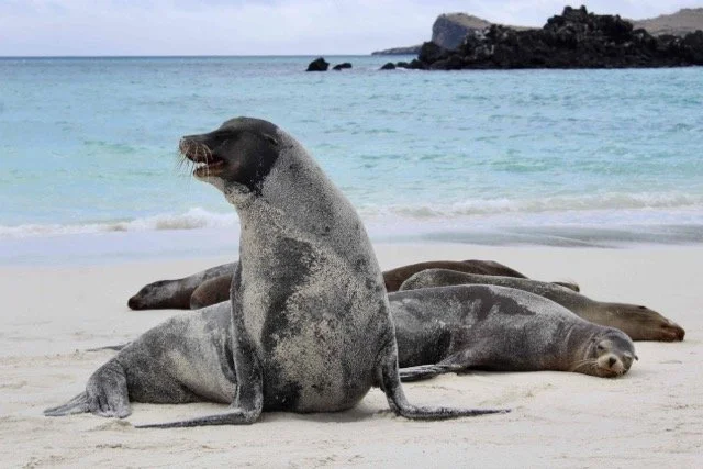 Ecuador Galapagos 5.jpeg