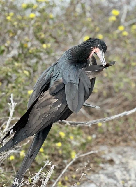 Ecuador Galapagos 2.jpeg