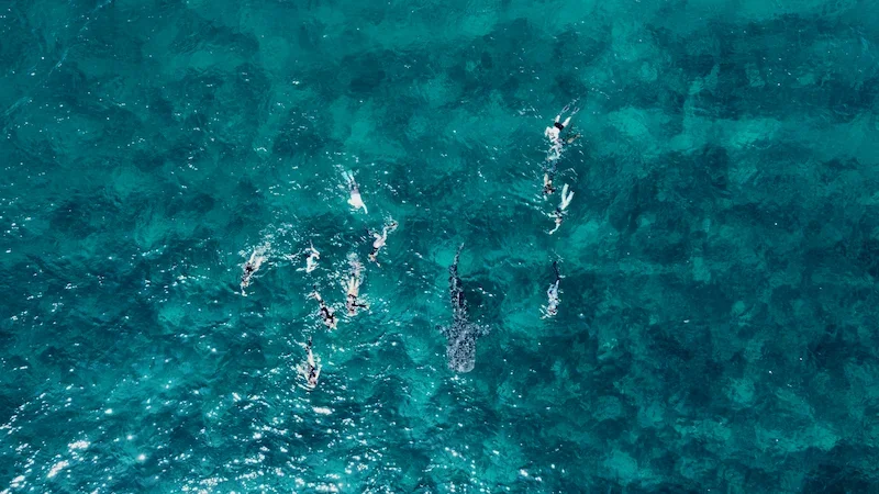whale shark in clear blue water with divers