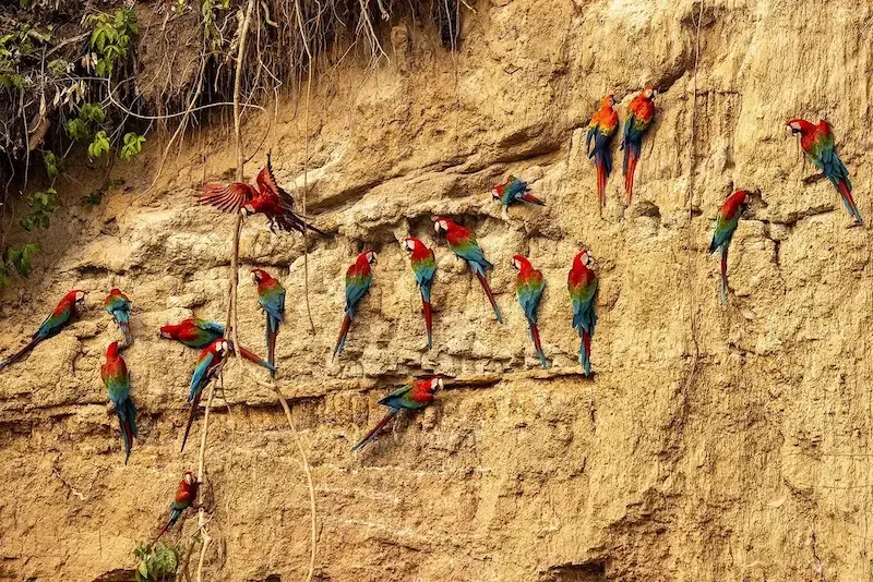 red macaws on the side of clay cliff wall
