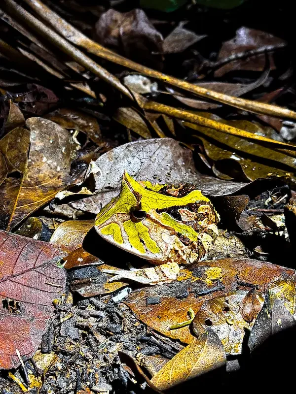 frog that looks like leaf on ground in rainforest