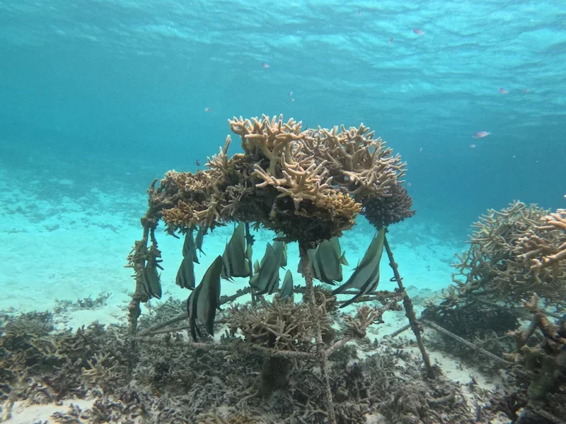 stand made to grow coral underwater with tropical fish hiding in it