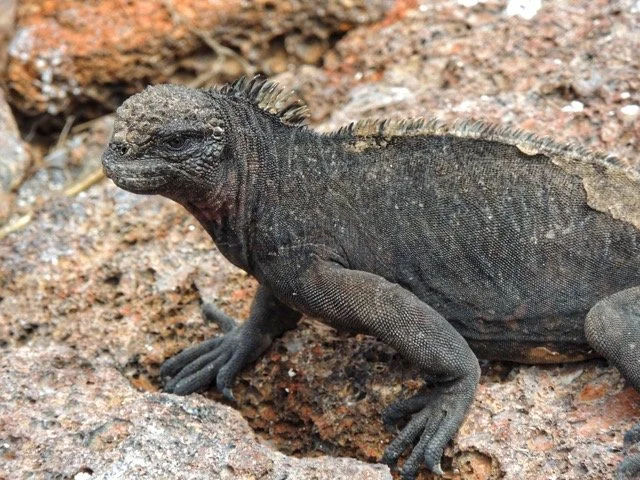 Ecuador Galapagos 28.jpeg