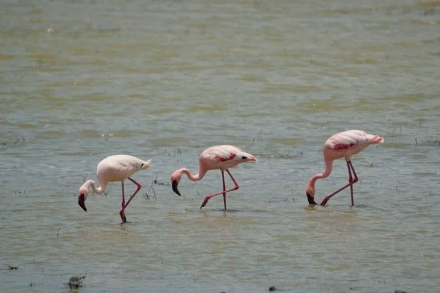 Kilimanjaro trek 2025 79.jpeg