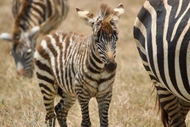 Kilimanjaro trek 2025 78.jpeg