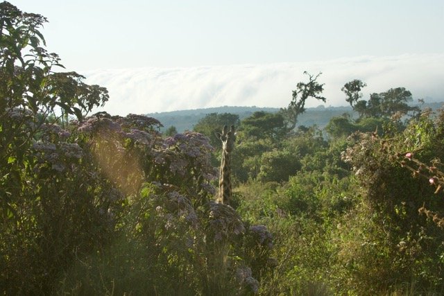 Kilimanjaro trek 2025 80.jpeg