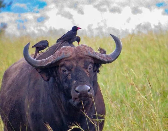 Uganda 4.jpeg