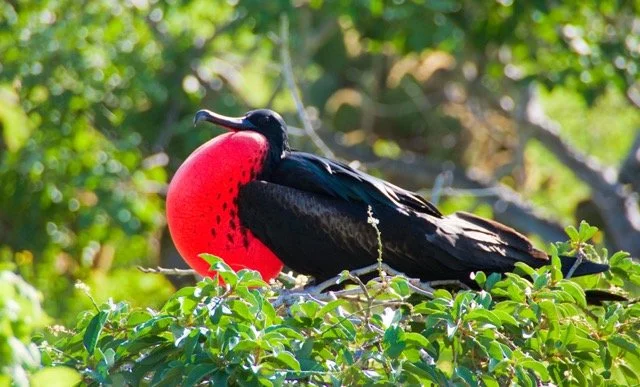 Ecuador Galapagos 23.jpeg