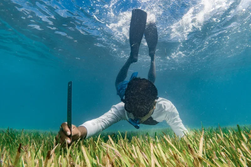 snorkeler measuring sea grass underwater