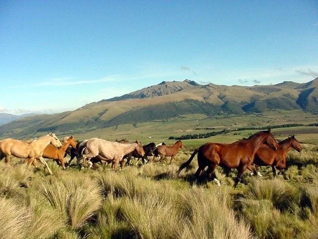 Ecuador Galapagos 27.jpeg