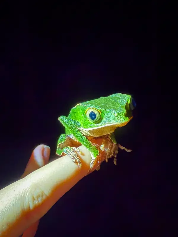 small green frog on finger in dark