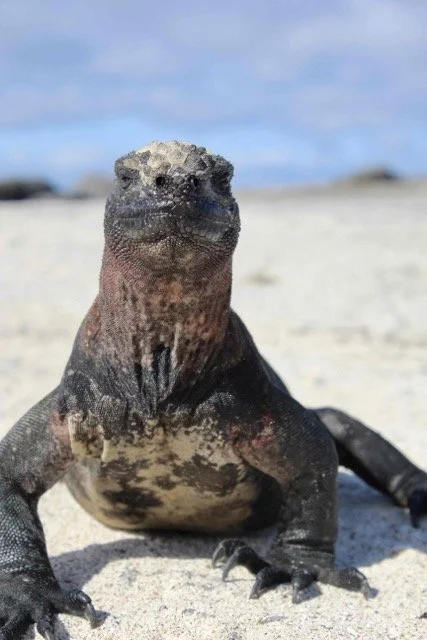 Ecuador Galapagos 19.jpeg