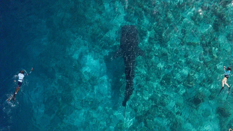 whale shark swimming through blue water with two divers beside