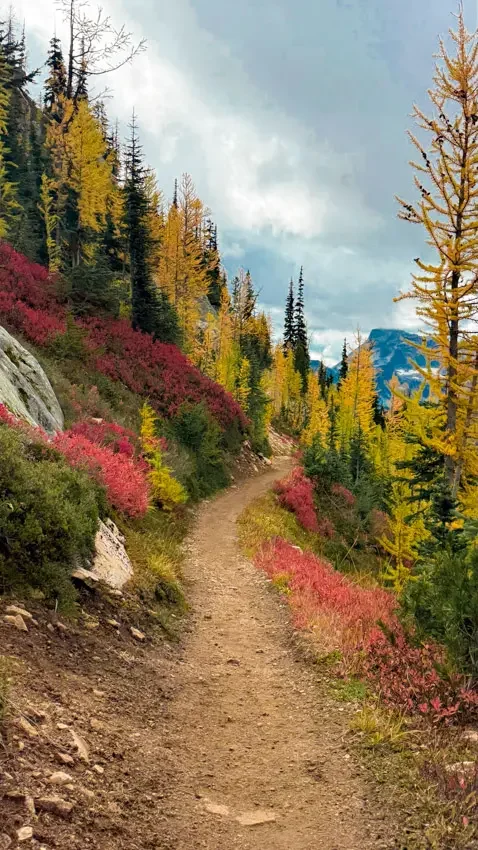 northern-cascades-larches--04.webp