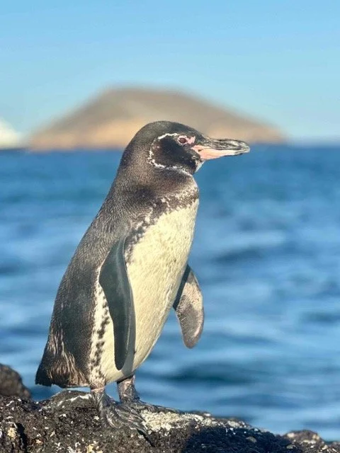 Ecuador Galapagos 4.jpeg
