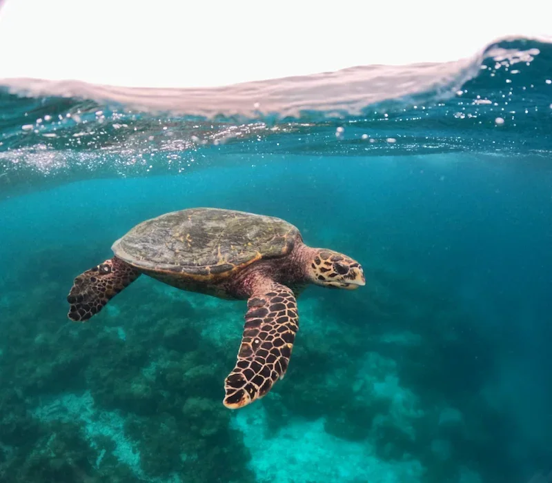 turtle swimming underwater in ocean