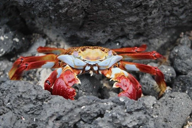 Ecuador Galapagos 7.jpeg