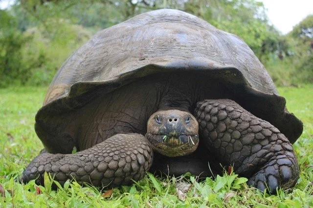 Ecuador Galapagos 9.jpeg