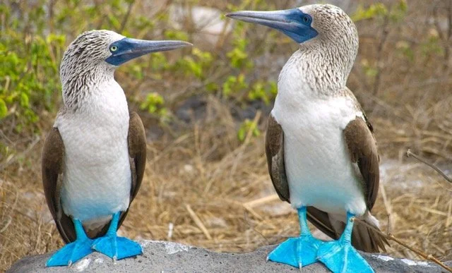 Ecuador Galapagos 22.jpeg