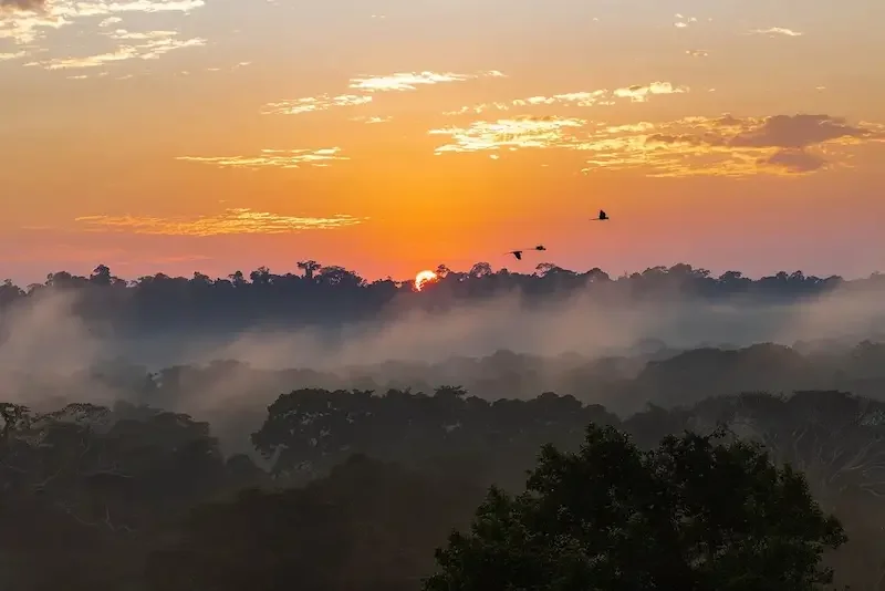 misty amazon rainforest jungle at sunset with birds flying