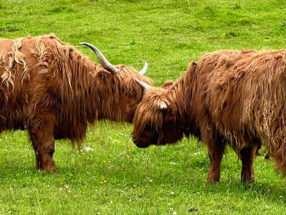 Faroe Islands 2.jpg