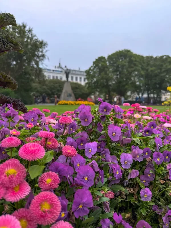 pink and purple flowers in garden in front of official building in iceland