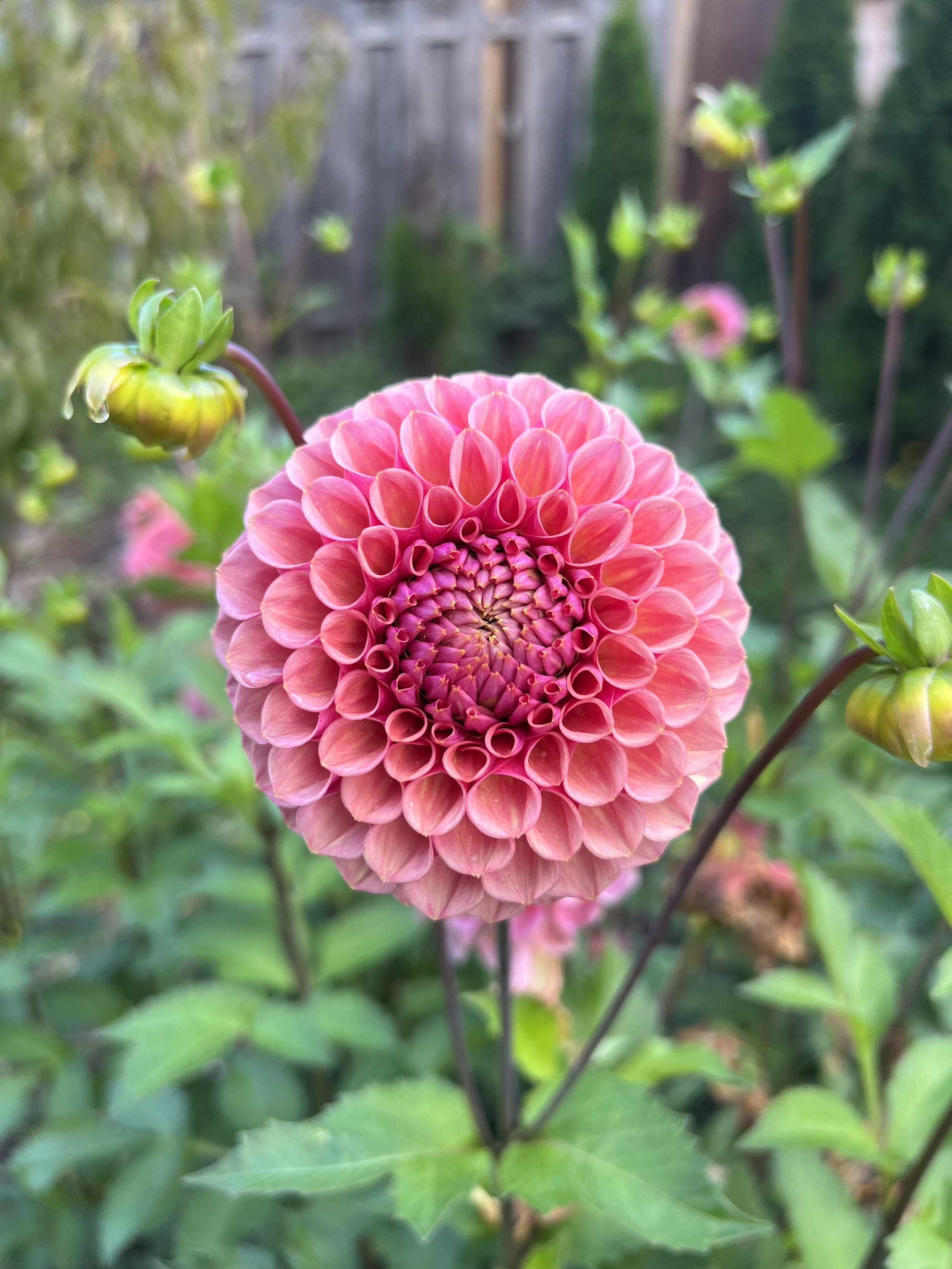 IMG_4503.jpeg