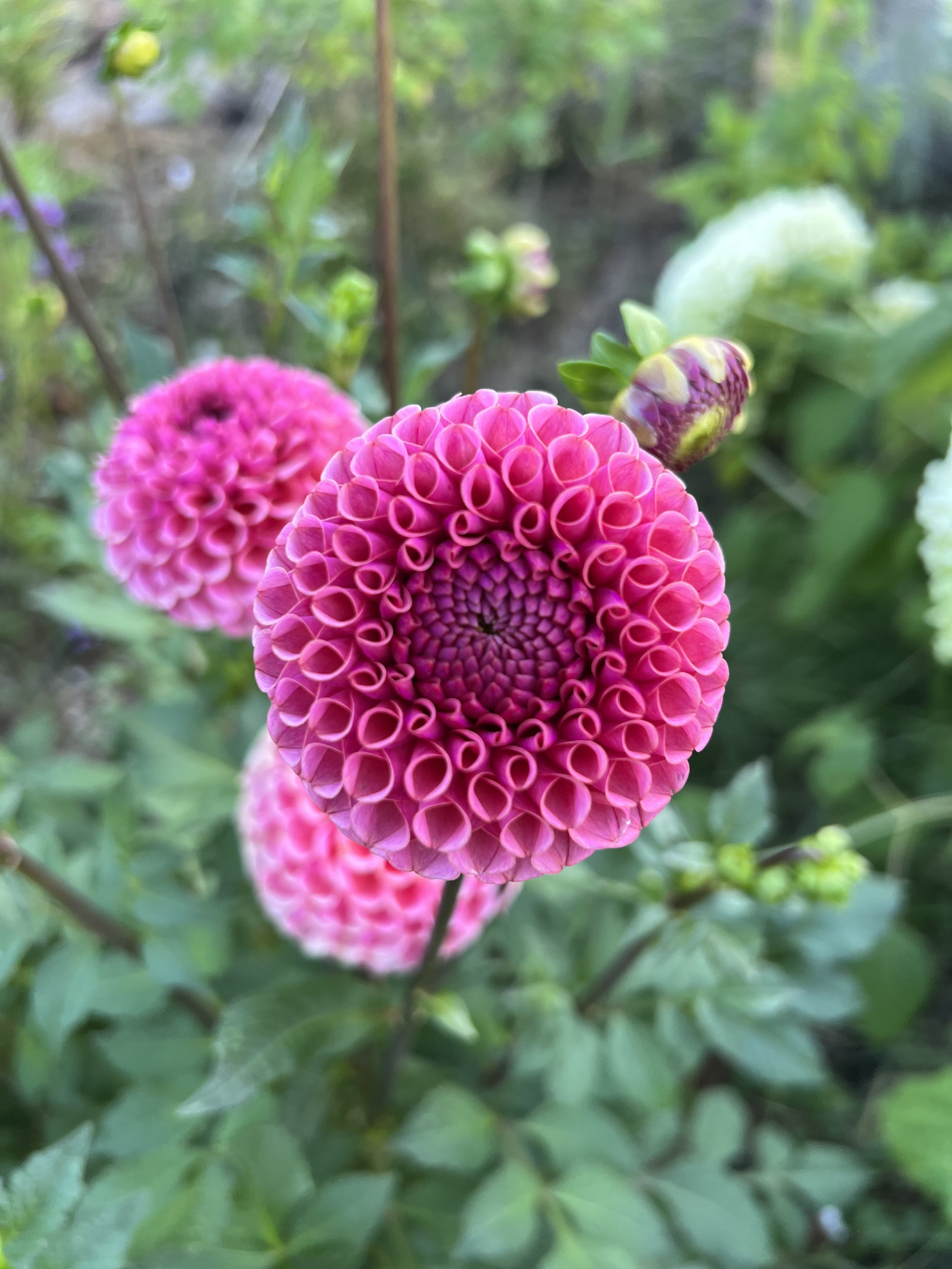 IMG_0822.jpeg