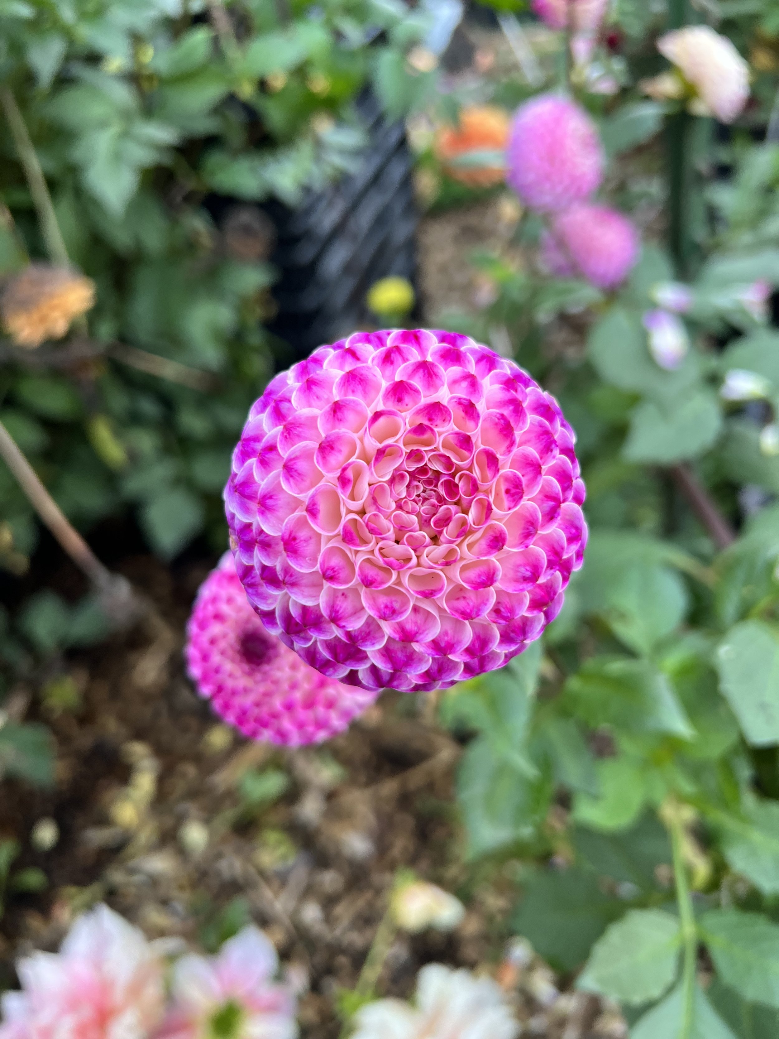 IMG_5654.jpeg