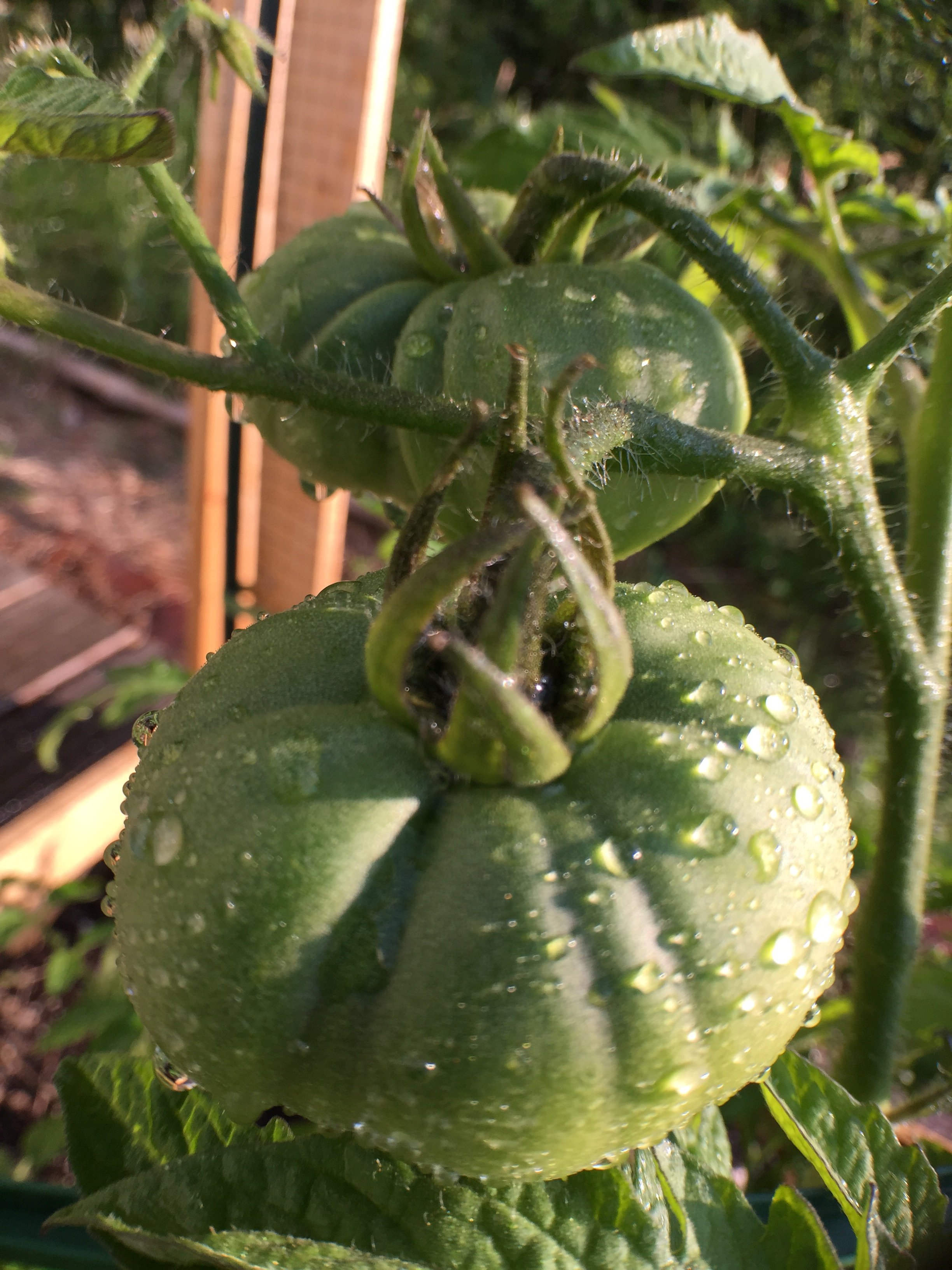 Backyard Heirloom Tomatoes