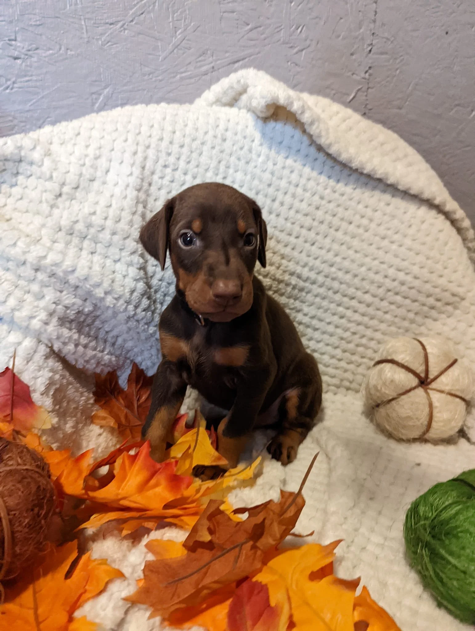 Current Doberman Pinschers For Sale — Lundell Dobermans