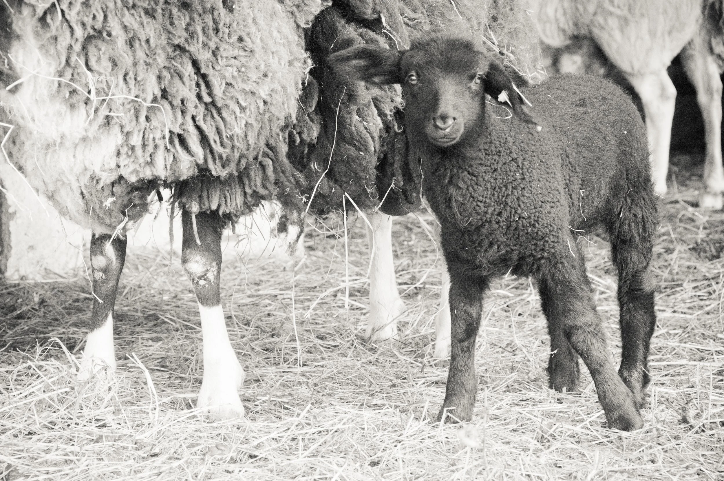 lamb6.jpg