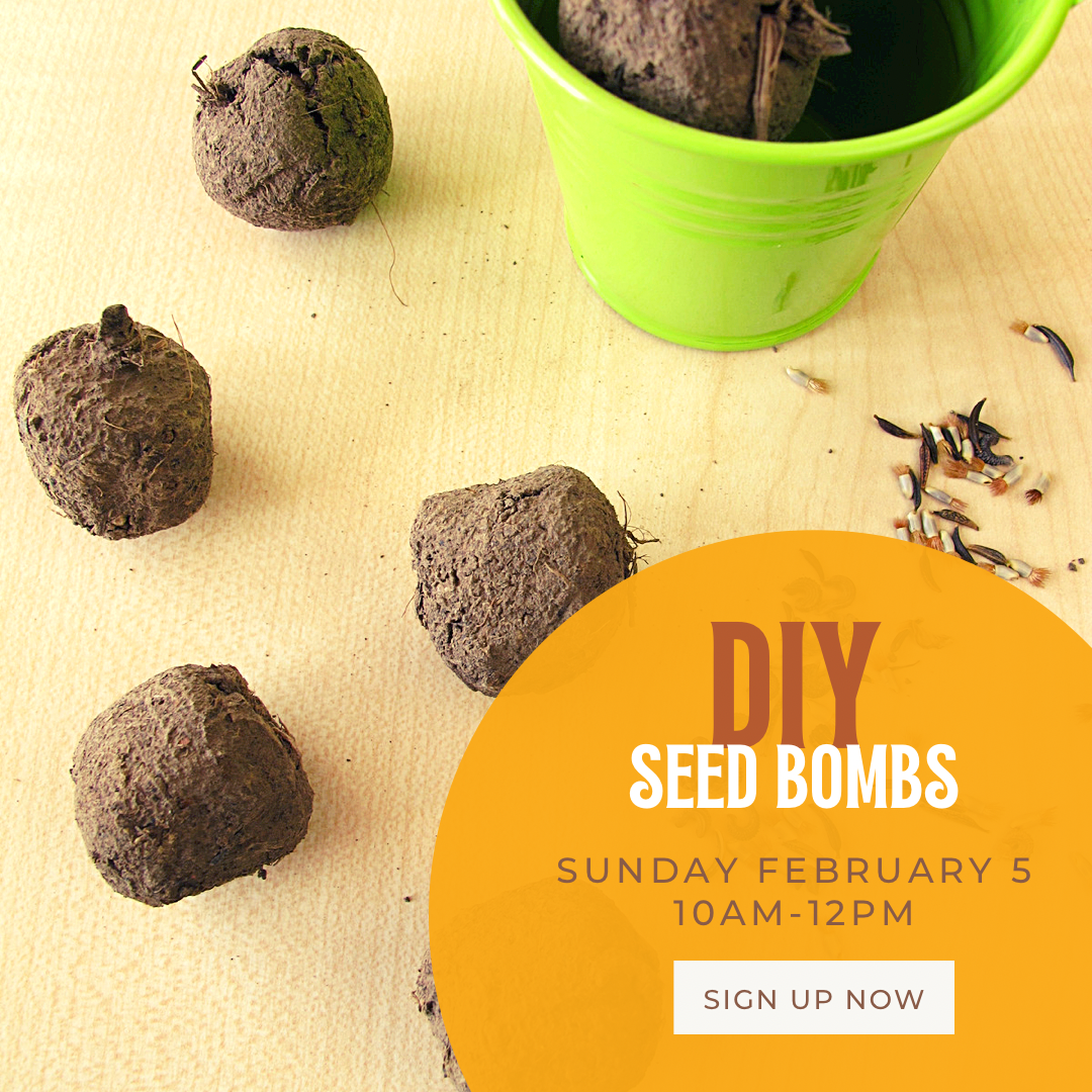 DIY Seed Bombs!