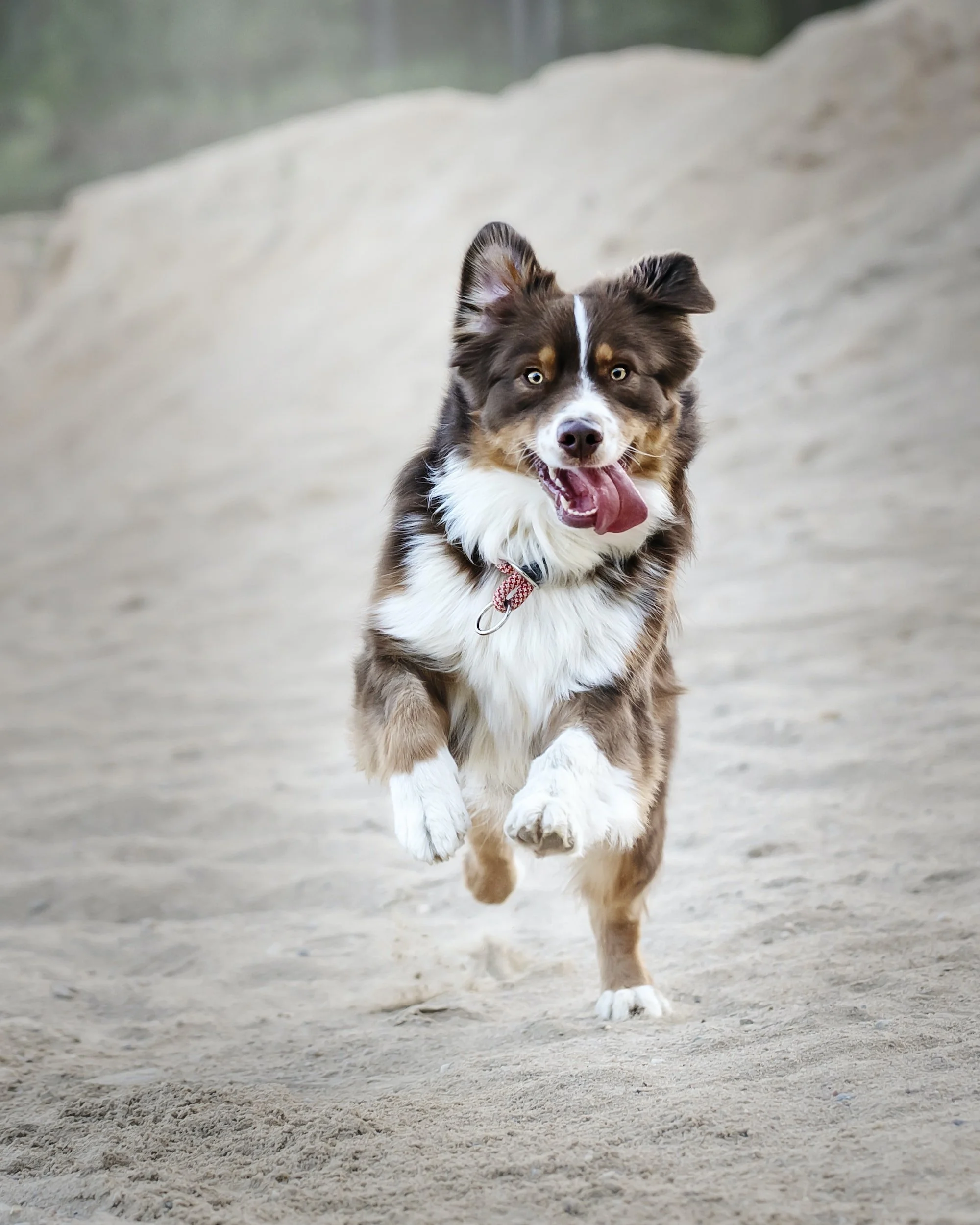 Hypnose hilft gegen Angst vor Hunden