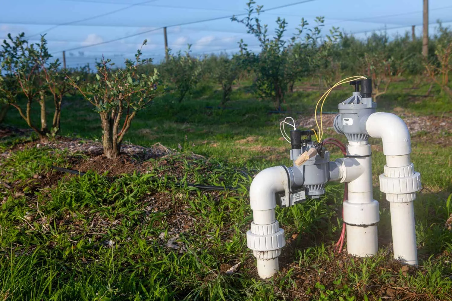 Orchard irrigation