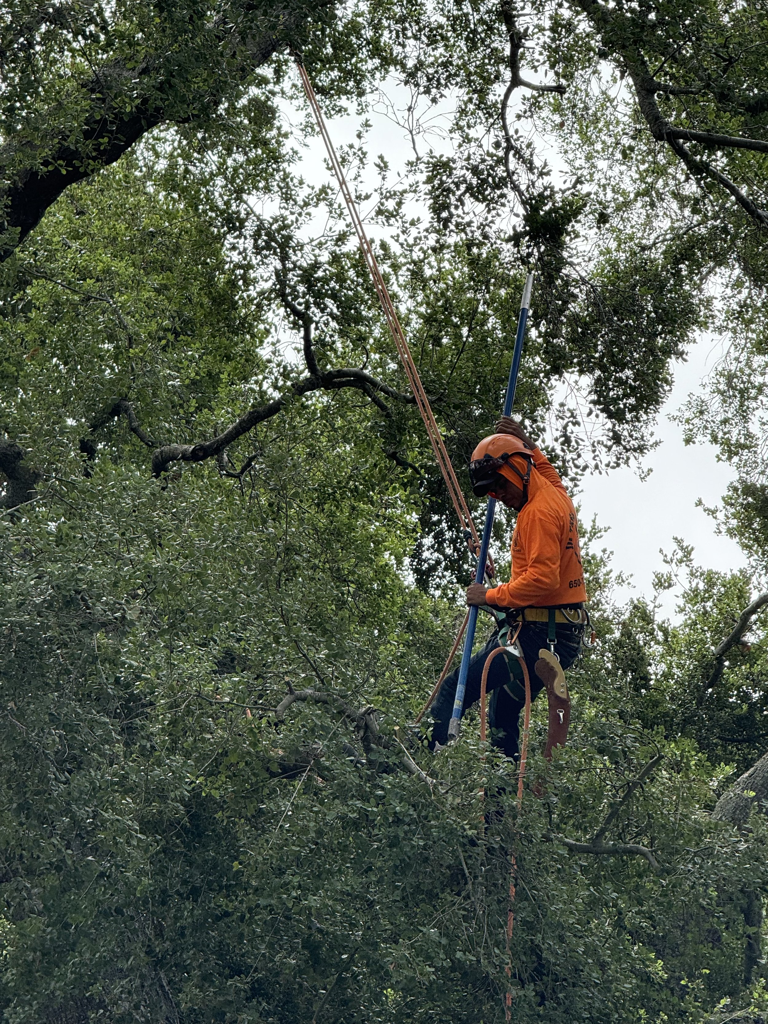 Tree trimming and pruning in Menlo Park
