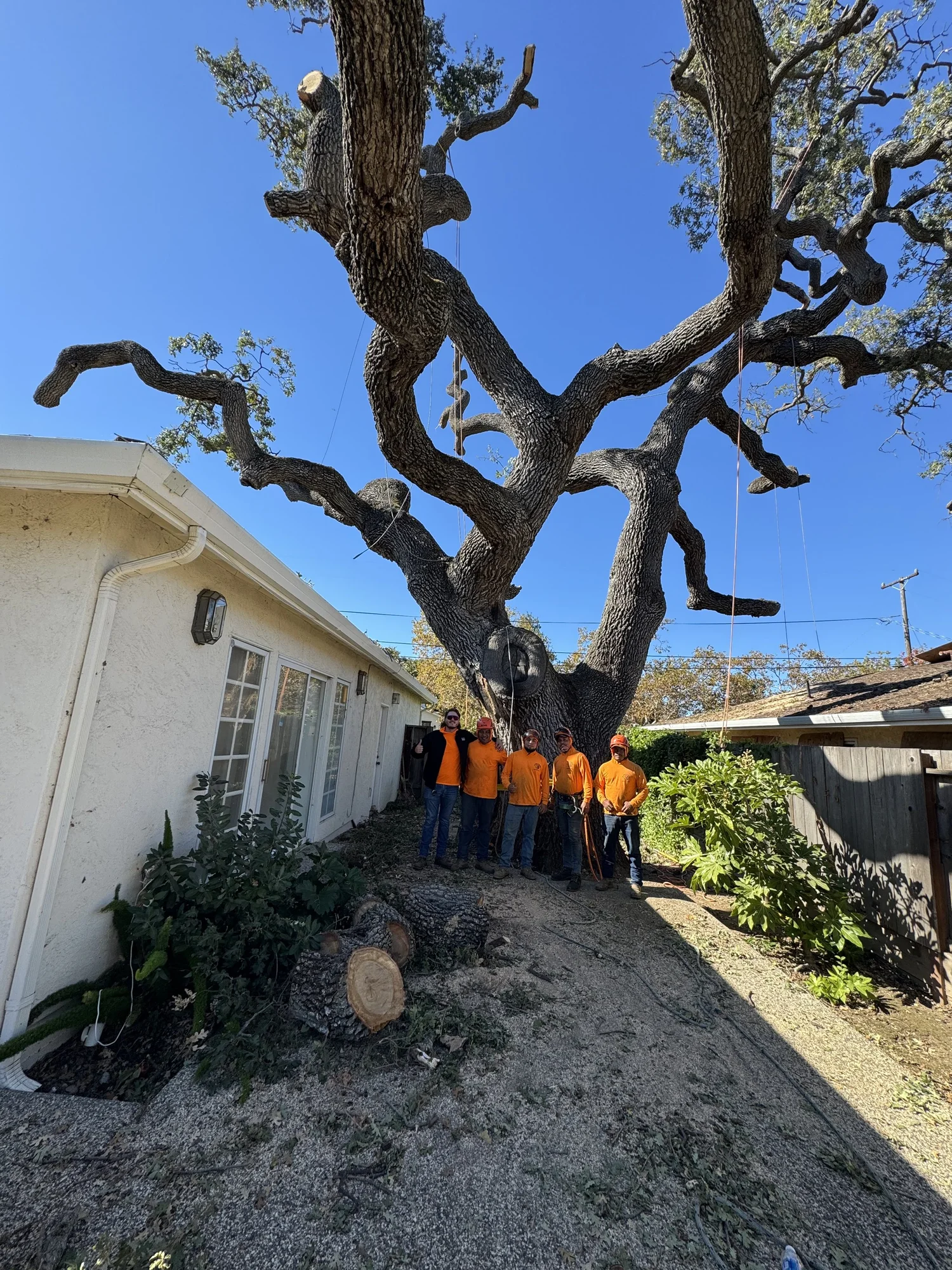 JJI Tree Service crew performing a professional tree removal