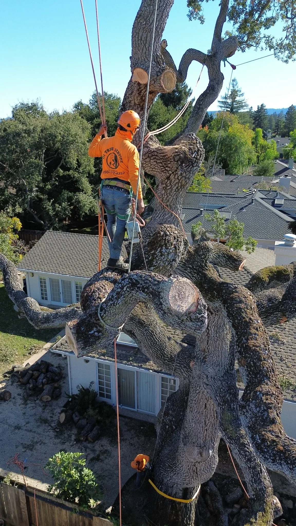 JJI Tree Service Emergency Tree Removal