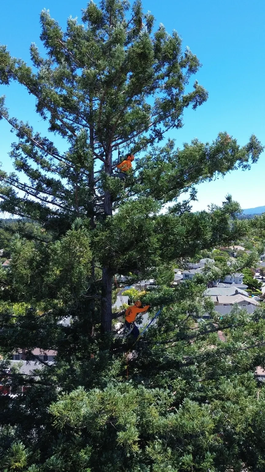 Tree Trimming Near Me